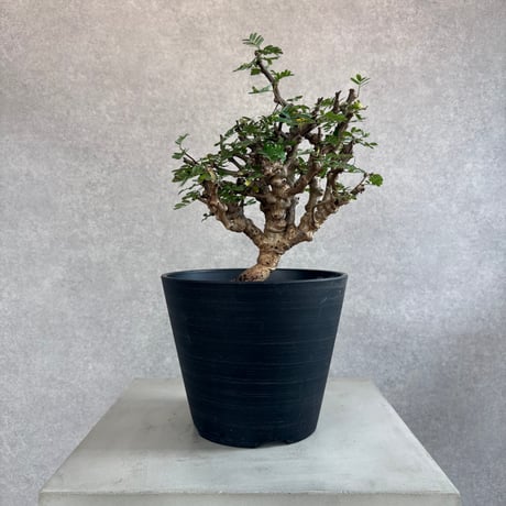 センナメリディオナリス | STORES