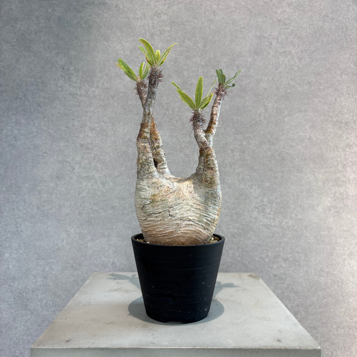 パキポディウム　グラキリス パキポディウム・グラキリス 63 | N3SELECT STORE