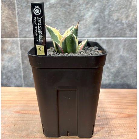 アガベスナグルトゥース | STORES