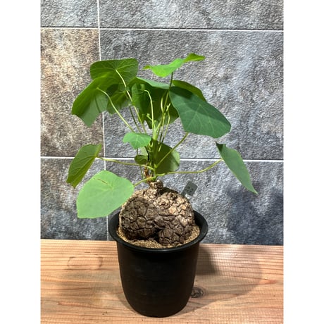 ステファニアスベローサ | STORES