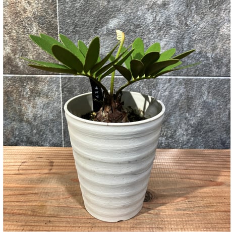 ソテツ　メキシコ　ソテツ　2 観葉植物 メキシコ ソテツ | まるで翼のようなザミア フルフラケアの