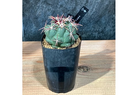 サボテン テロカクタス 紅鷹 古株 実生 サボテン テロカクタス 紅鷹 古株 実生