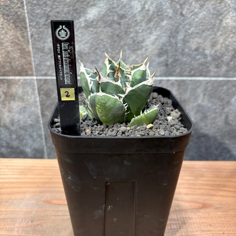 アガベ　南アフリカダイヤモンド Yahoo!オークション - 南アフリカダイヤモンドSAD 特選仔株 アガベ チ