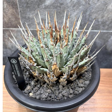 724 アガベ ユタエンシス エボリスピナ 1点物】アガベ・ユタエンシス・エボリスピナ / Agave utahensis
