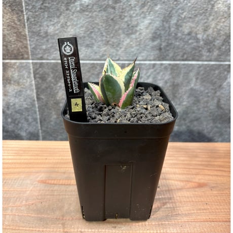 アガベスナグルトゥース | STORES