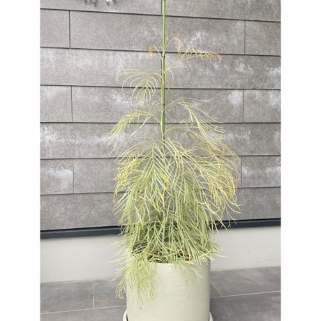 オージープランツ | STORES