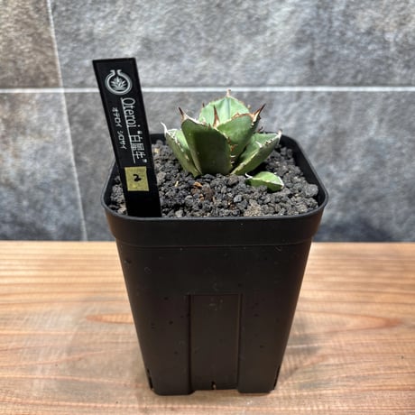 アガベ白犀牛 | STORES