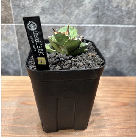 アガベ 犀牛 親株 コレクション オテロイ 白犀牛 選抜 アガベ 犀牛