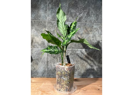 アグラオネマ ピクタム トリカラー ワイド（1） | GLOBE LEAF