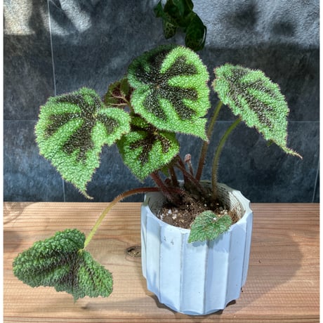 ベゴニア | STORES