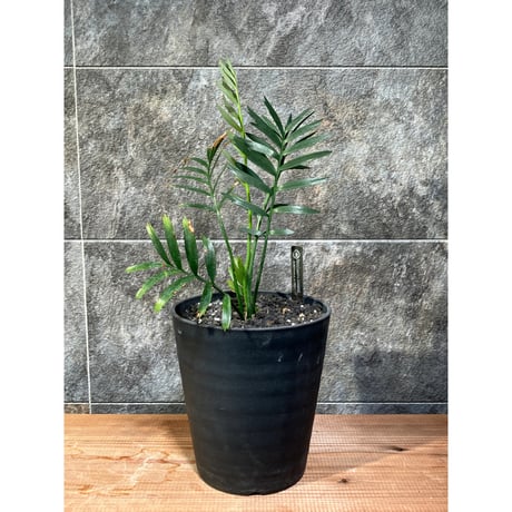 エンセファラルトス | STORES