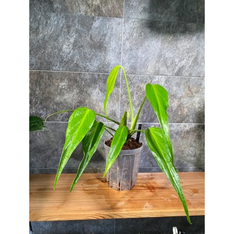 バールマルクスフレーム | STORES