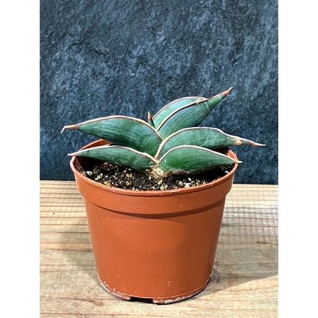 S8483☆オークション販売☆ サンスベリア ロリダ 極上斑入り アウレア