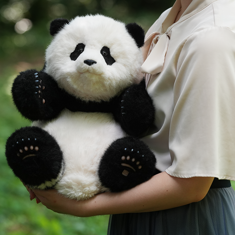 5ヶ月齢座り姿のリアルパンダ シャンシャン（IDナンバーカード付