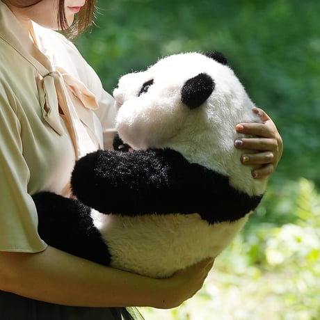 5ヶ月齢座り姿のリアルパンダ　フーバオ