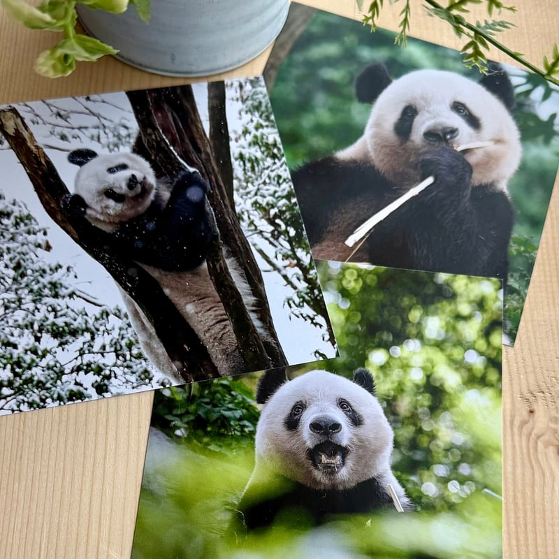 シャンシャン卓上カレンダー2026（中国版） | パンダプラネット