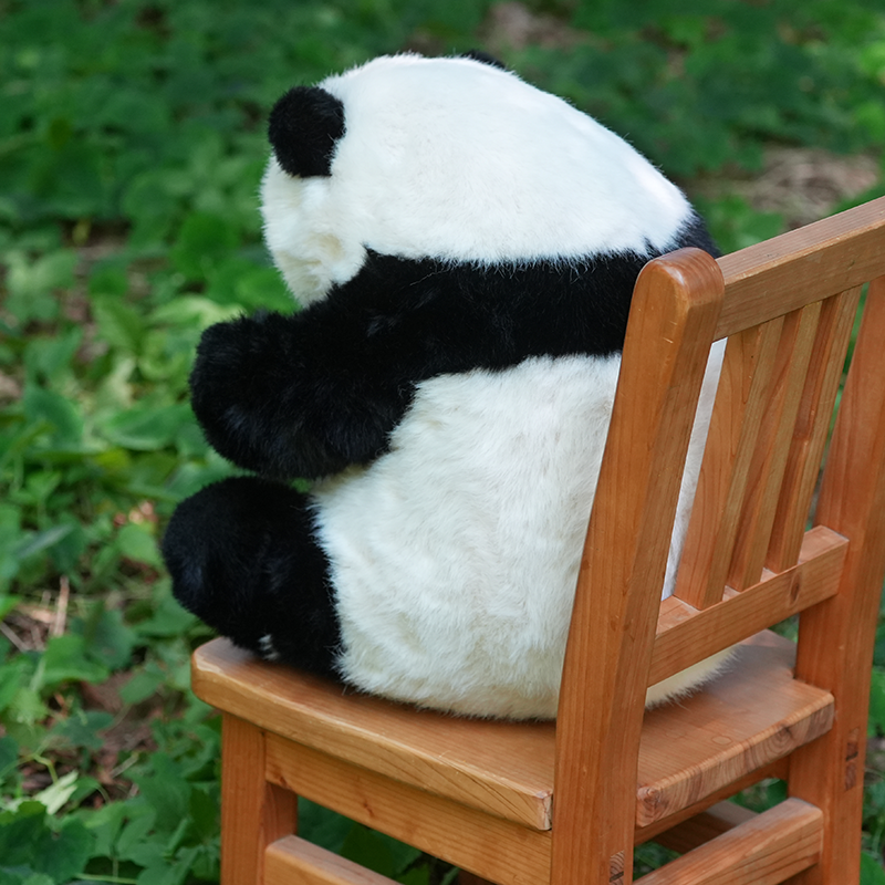 5ヶ月齢座り姿のリアルパンダ シャンシャン（IDナンバーカード付