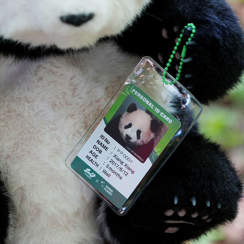 5ヶ月齢座り姿のリアルパンダ シャンシャン（IDナンバーカード付