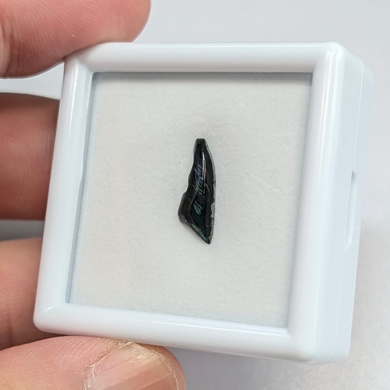 ビカクシダ Sval 子株 13 Yahoo!オークション -「§la」(ビカクシダ、コウモリラン) (観葉