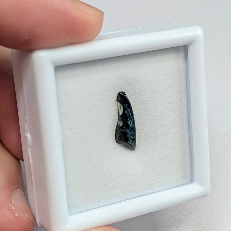 GIA】白蝶真珠蝶板（シェルヒンジリガメント）0.74ct 14.22×5.02mm