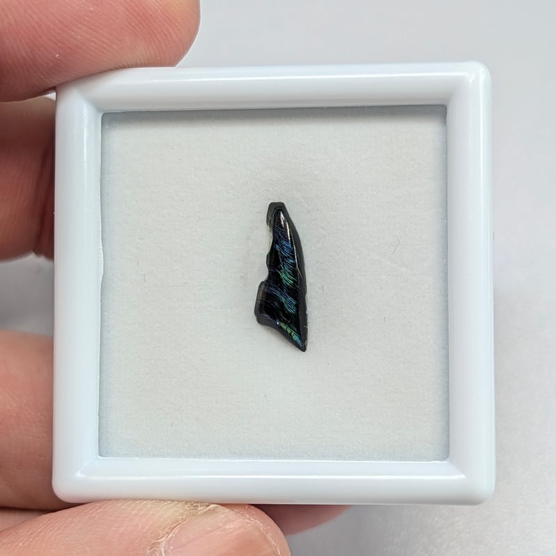 GIA】白蝶真珠蝶板（シェルヒンジリガメント）0.74ct 14.22×5.02mm