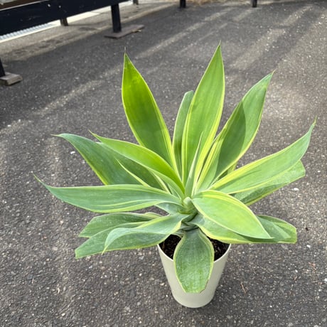 アガベ　デザートライトニング　アテナータハイブリッド黄中斑 アガベ デザートライトニング アテナータハイブリッド - メルカリ