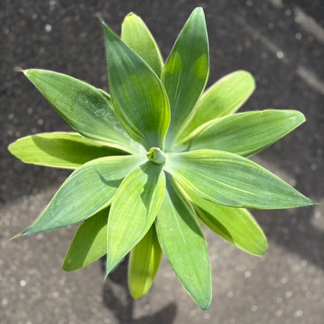 アテナータ | STORES