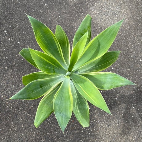 アテナータ | STORES