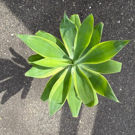 アテナータ | STORES