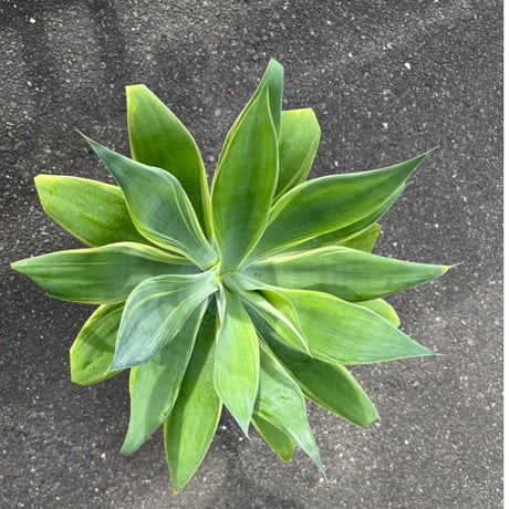 アテナータ | STORES