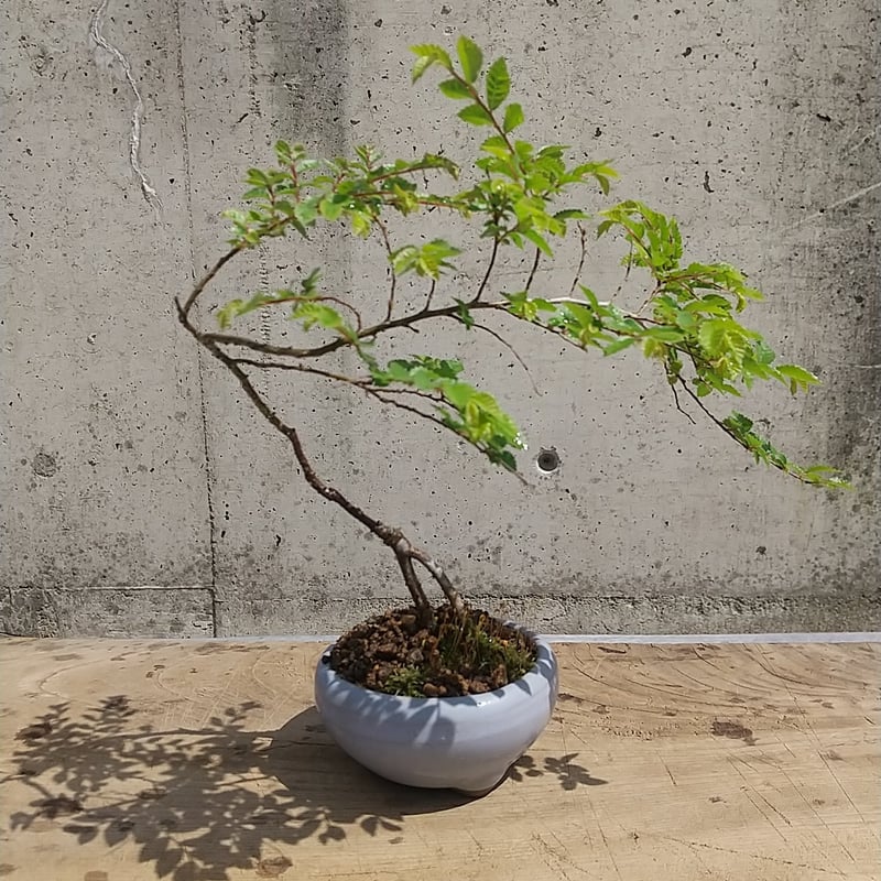 ニレケヤキ 現品 | 佑和プランツ｜盆栽・多肉植物・サボテン