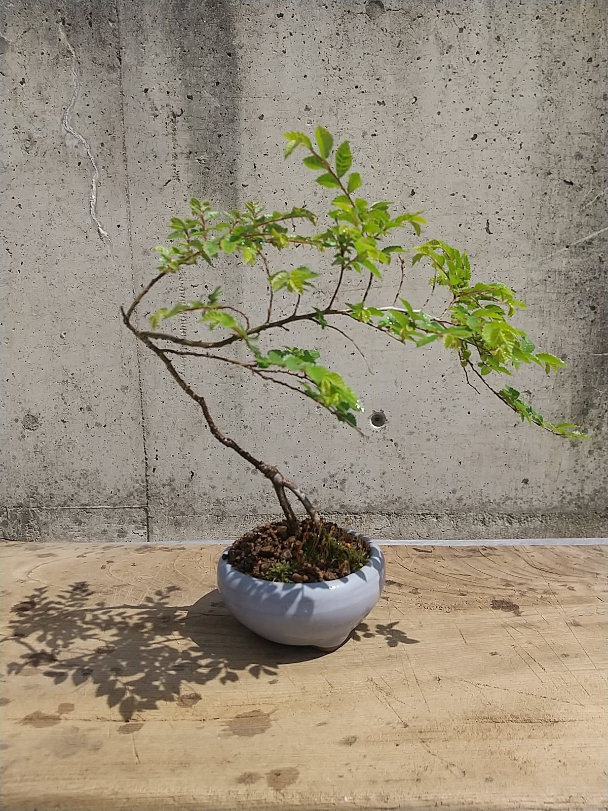 ニレケヤキ 現品 | 佑和プランツ｜盆栽・多肉植物・サボテン