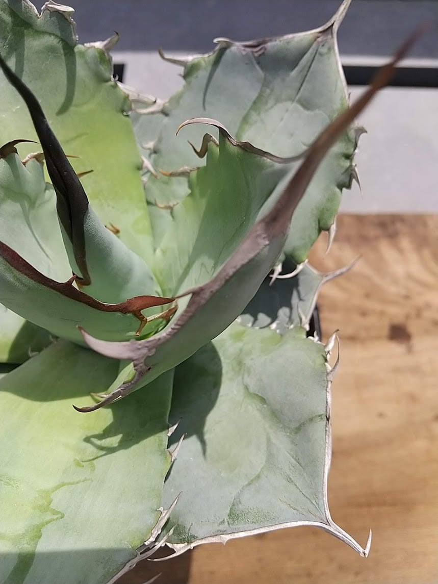 アガベチタノタ ホワイトホーク konect fang セット アガベチタノタ