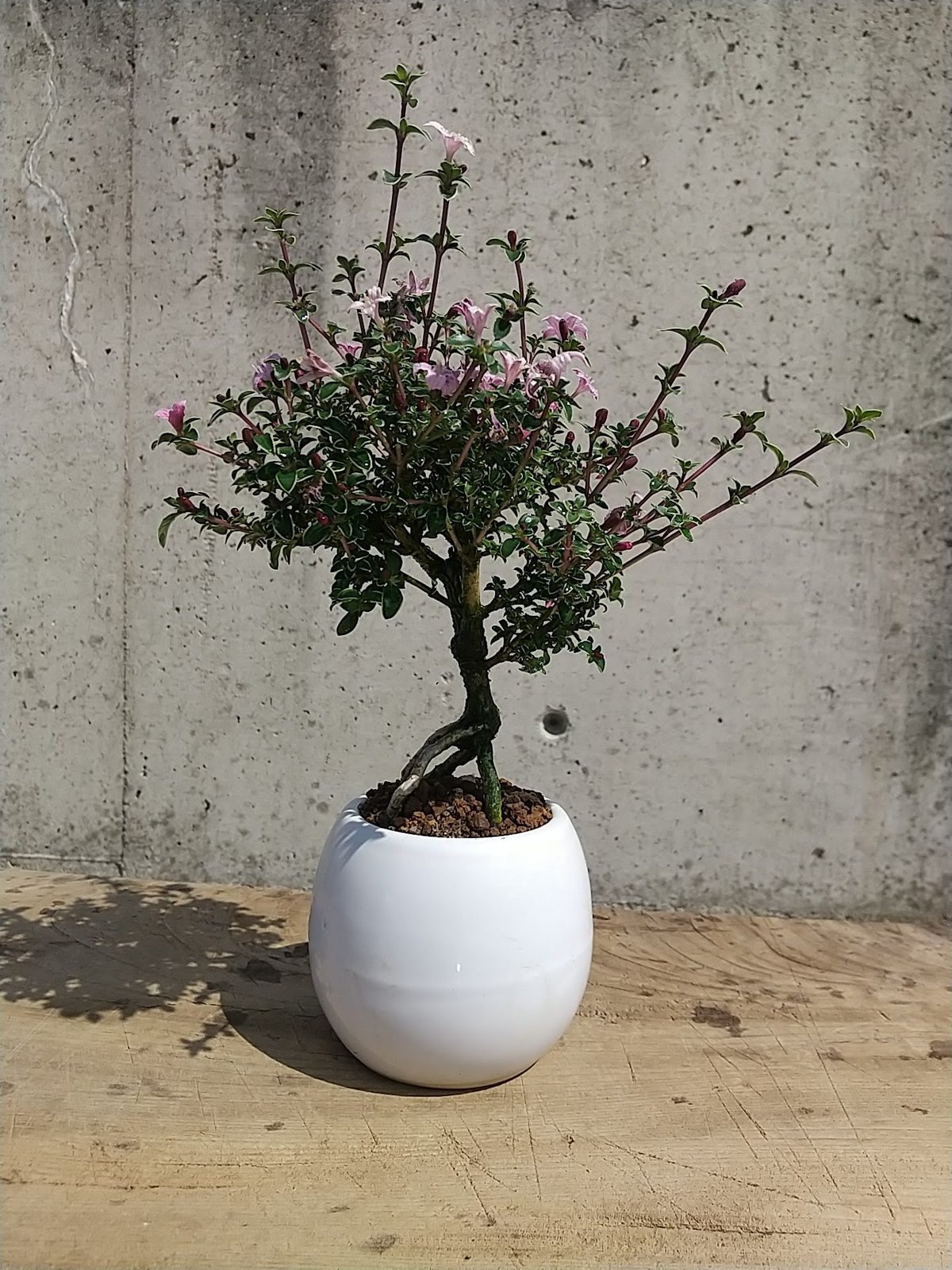 コウチョウカ 白鉢 現品 | 佑和プランツ｜盆栽・多肉植物・サボテン