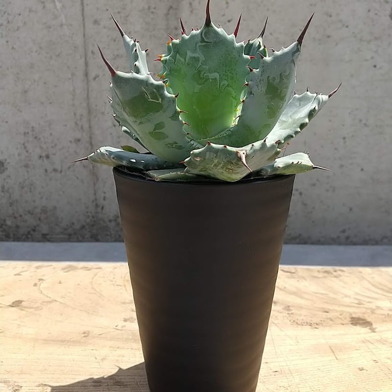 アガベ イシスメンシス 【おまかせの品】 | 佑和プランツ｜盆栽・多肉