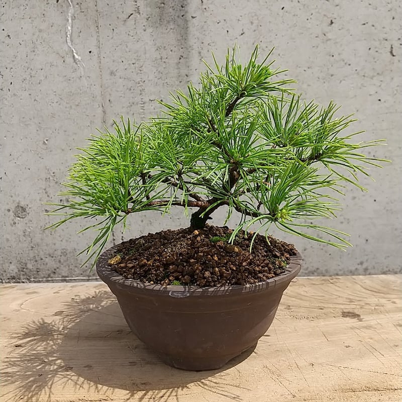 五葉松　[模様木],　大品盆栽素材 CACTUSです。 五葉松盆栽 模様木 No.a4-14 | 五葉松 専門盆栽園 松風園(しょう