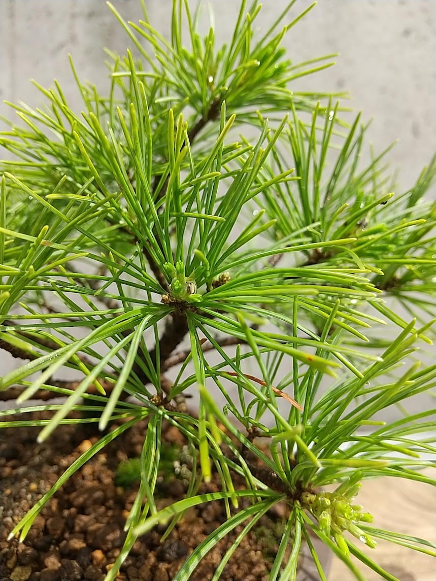 五葉松 001 現品 | 佑和プランツ｜盆栽・多肉植物・サボテン