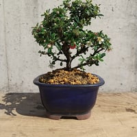 吹雪五葉松 現品 | 佑和プランツ｜盆栽・多肉植物・サボテン