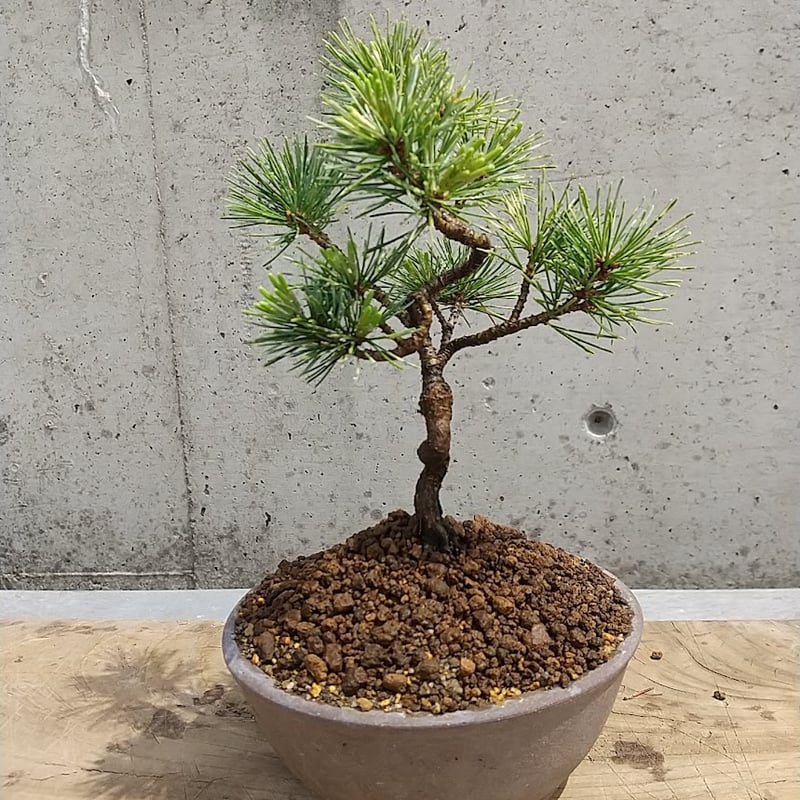 吹雪五葉松 現品 | 佑和プランツ｜盆栽・多肉植物・サボテン