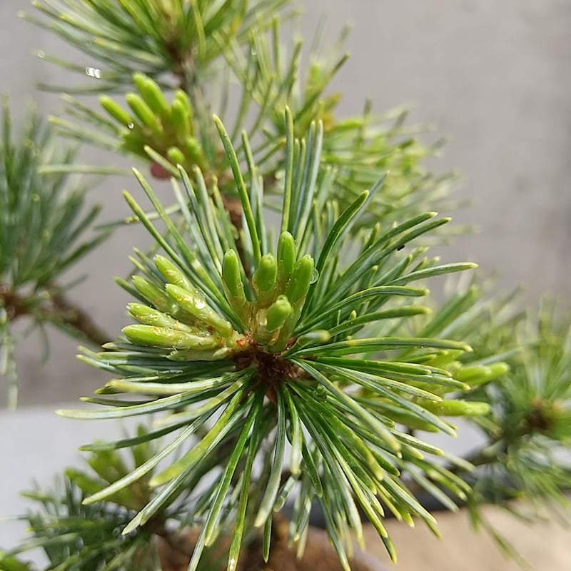 吹雪五葉松 現品 | 佑和プランツ｜盆栽・多肉植物・サボテン