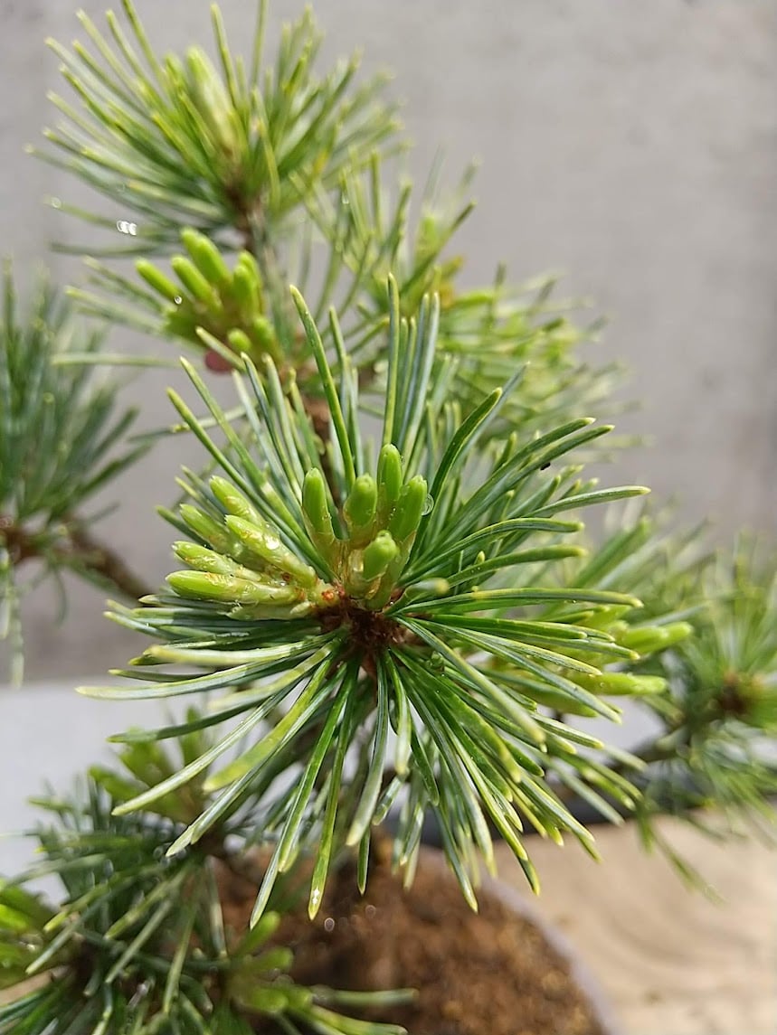 吹雪五葉松 現品 | 佑和プランツ｜盆栽・多肉植物・サボテン