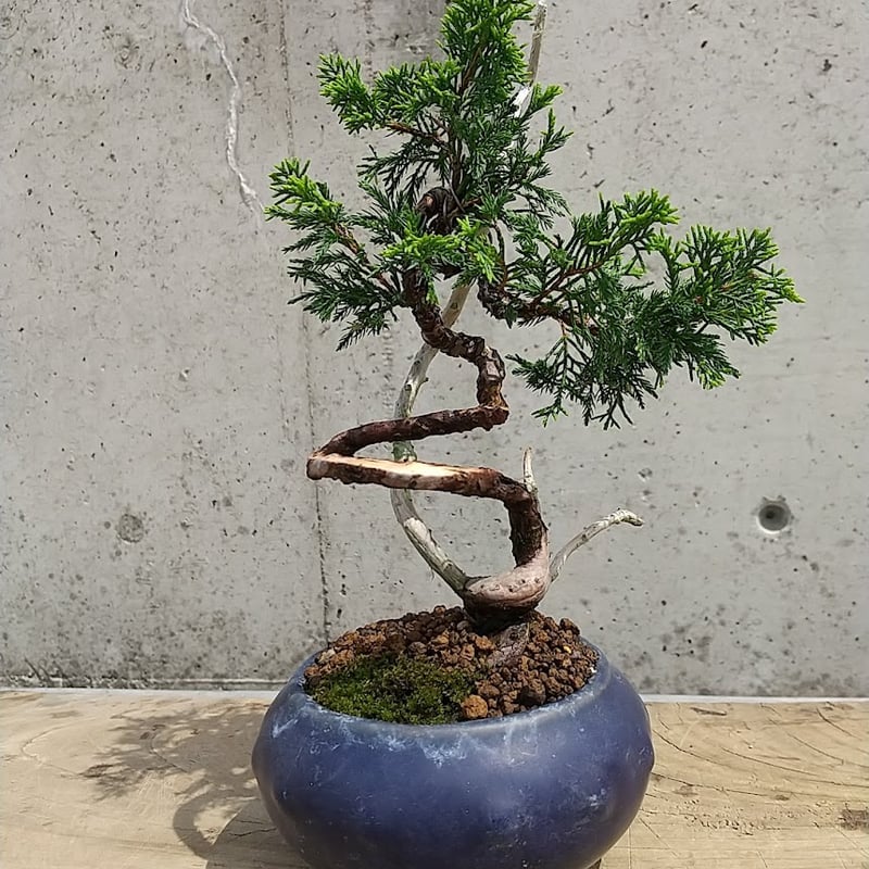 吾妻五葉松【大巓性】ダイテンショウ 【泰寿園 Online】現品 一点物 松