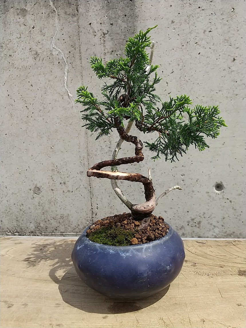 シンパク 現品 | 佑和プランツ｜盆栽・多肉植物・サボテン