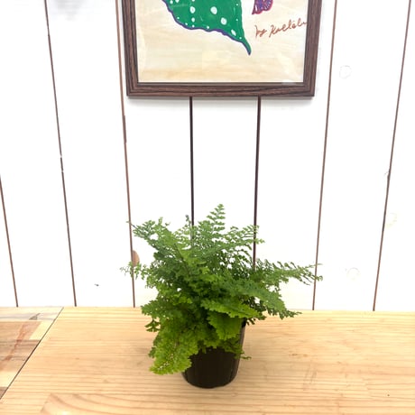 プルモサム　デンサム