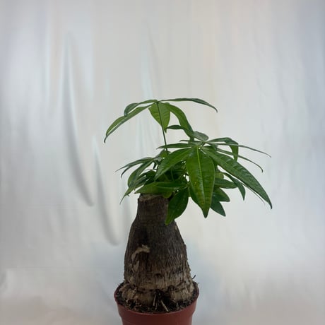 パキラ24出品 1288511054.jpg?1627089287