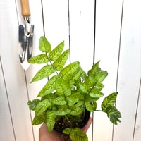 ゴールデンゼブラ