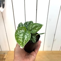 スキンダプサス　アレギレウス