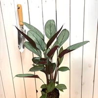 クテナンテ　グレイスター
