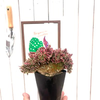 アエオニウム　ピンクウィッチ　綴化