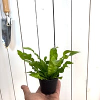 エメラルド　ウェーブ